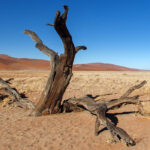 Will Technology Feed a Warming World?