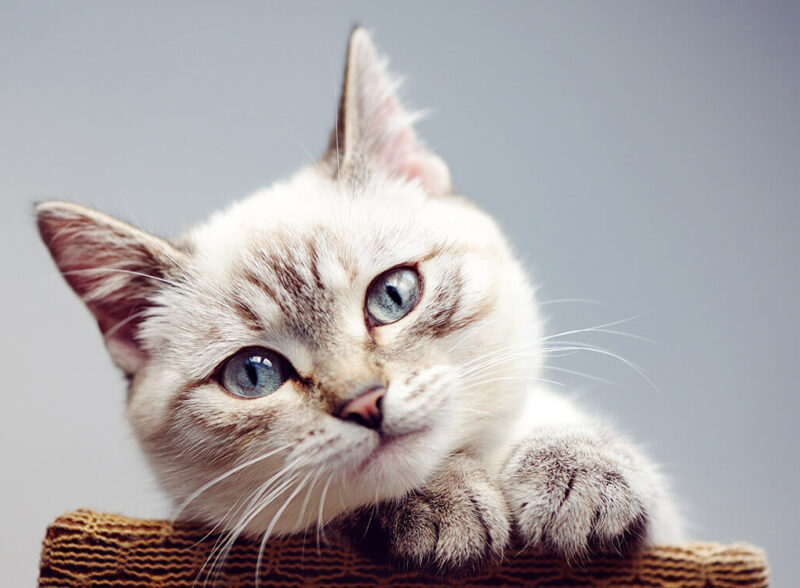 Play Area for Cats to Keep  Them Always Active