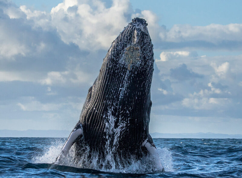 Ship for Whale Poacher  Protection Program