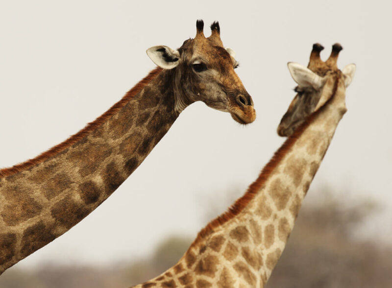 Development of New  Reserves in South Africa